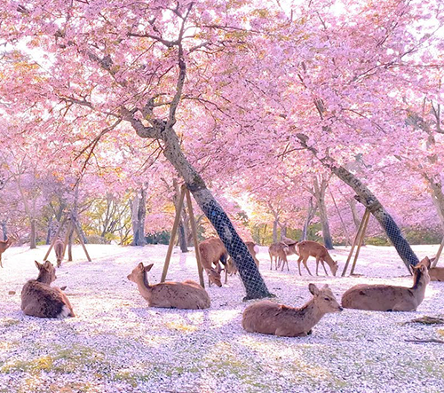Jeleny v prázdném japonském parku Nara si užívají krásu rozkvetlých třešní